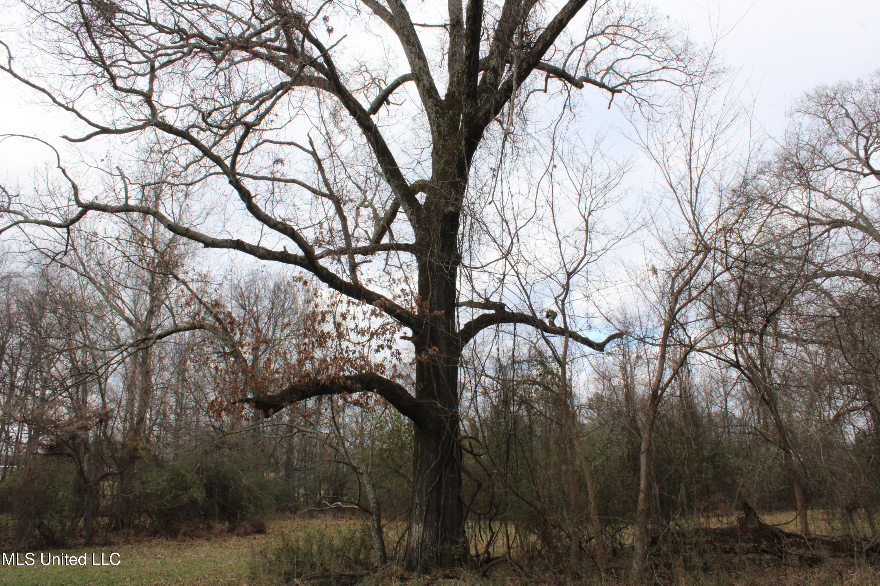 2001 West Oak Grove Road Hernando, MS 38632 - Photo 24 of 44 IMG_5415