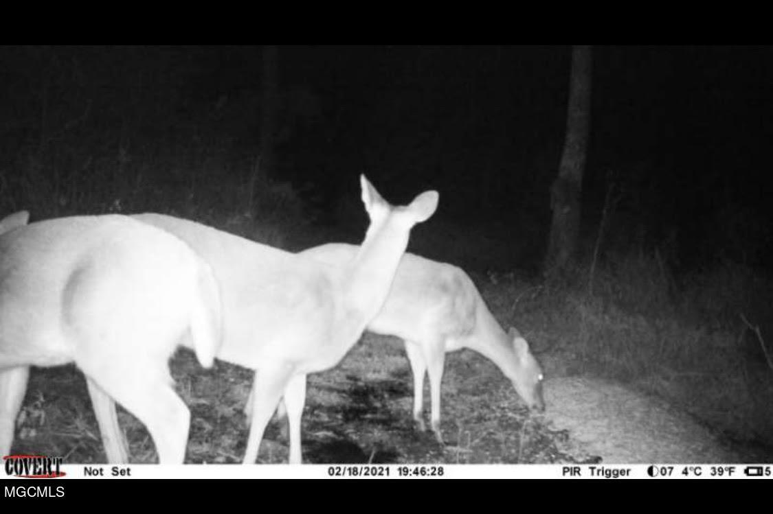 20 Otho Davis Road, Unit A Lumberton, MS 39455 - Photo 46 of 48 Deer