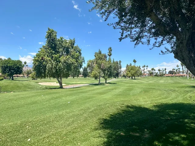 a view of a trees in a yard
