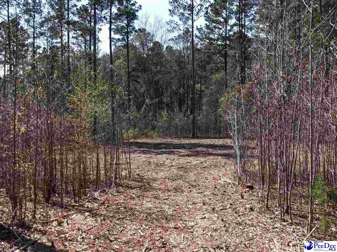 1-2 Snow Hill Road Chesterfield, SC 29709 - Photo 4 of 20 Gallery Image 4