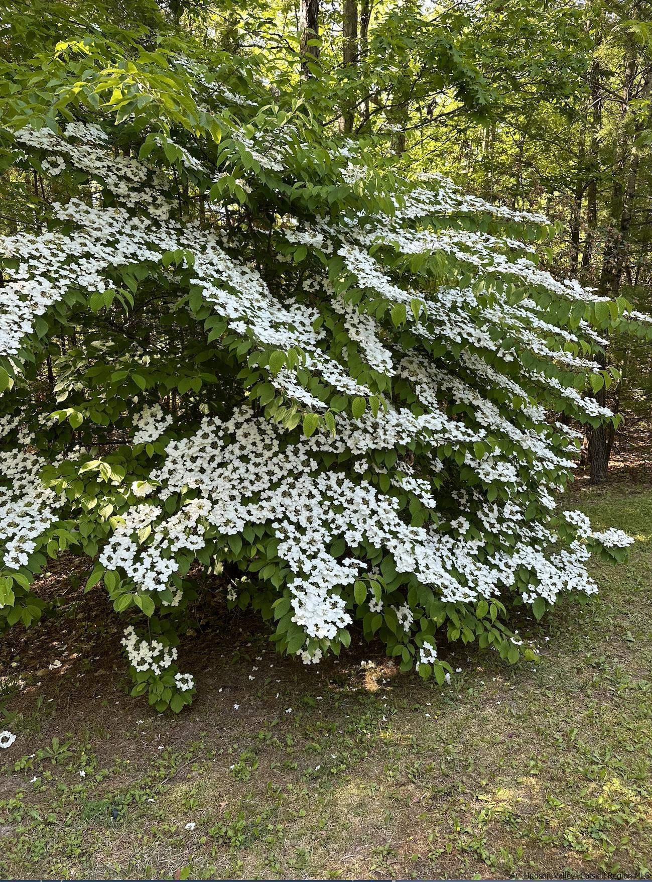 63 Lawrence Hill Road Accord, NY 12404 - Photo 19 of 19 a view of tree