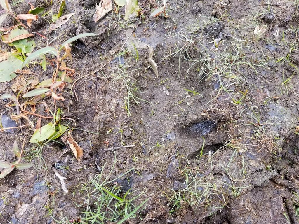 2089 Sigma Road Southeast Kalkaska, MI 49646 - Photo 18 of 57 1905734-17.JPG