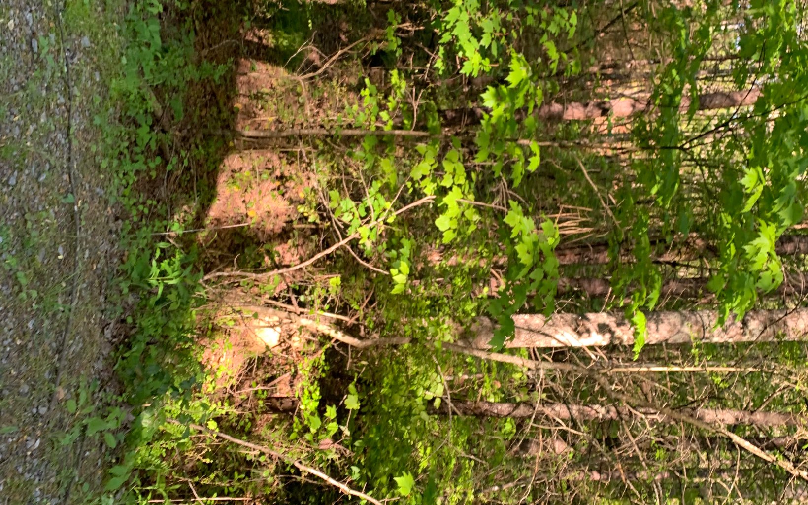 Lot #4 Hunter Vly Road Murphy, NC 28906 - Photo 6 of 14 Additional View