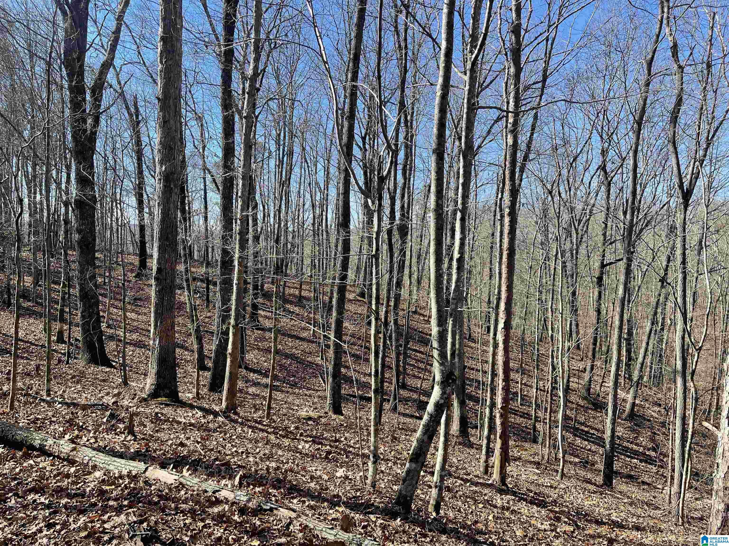 0 County Road 852, Unit 3 Ranburne, AL 36273 - Photo 1 of 23