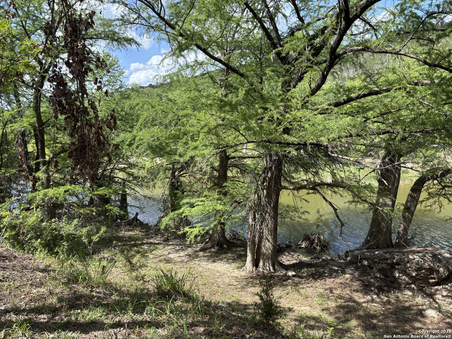 172 Bluff Street Dripping Springs, TX 78620 - Photo 24 of 39 a view of a tree in a yard