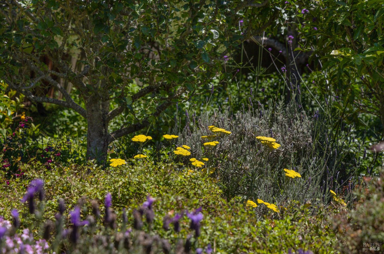385 Cedar Road Bolinas, CA 94924 - Photo 42 of 70