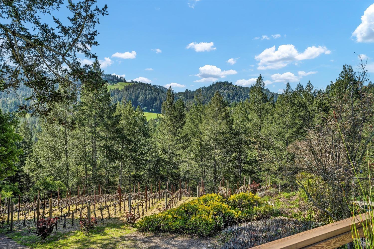 511 Kortum Canyon Road Calistoga, CA 94515 - Photo 21 of 87 View from the deck.