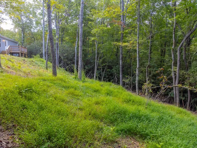 a view of a backyard with large trees and plants