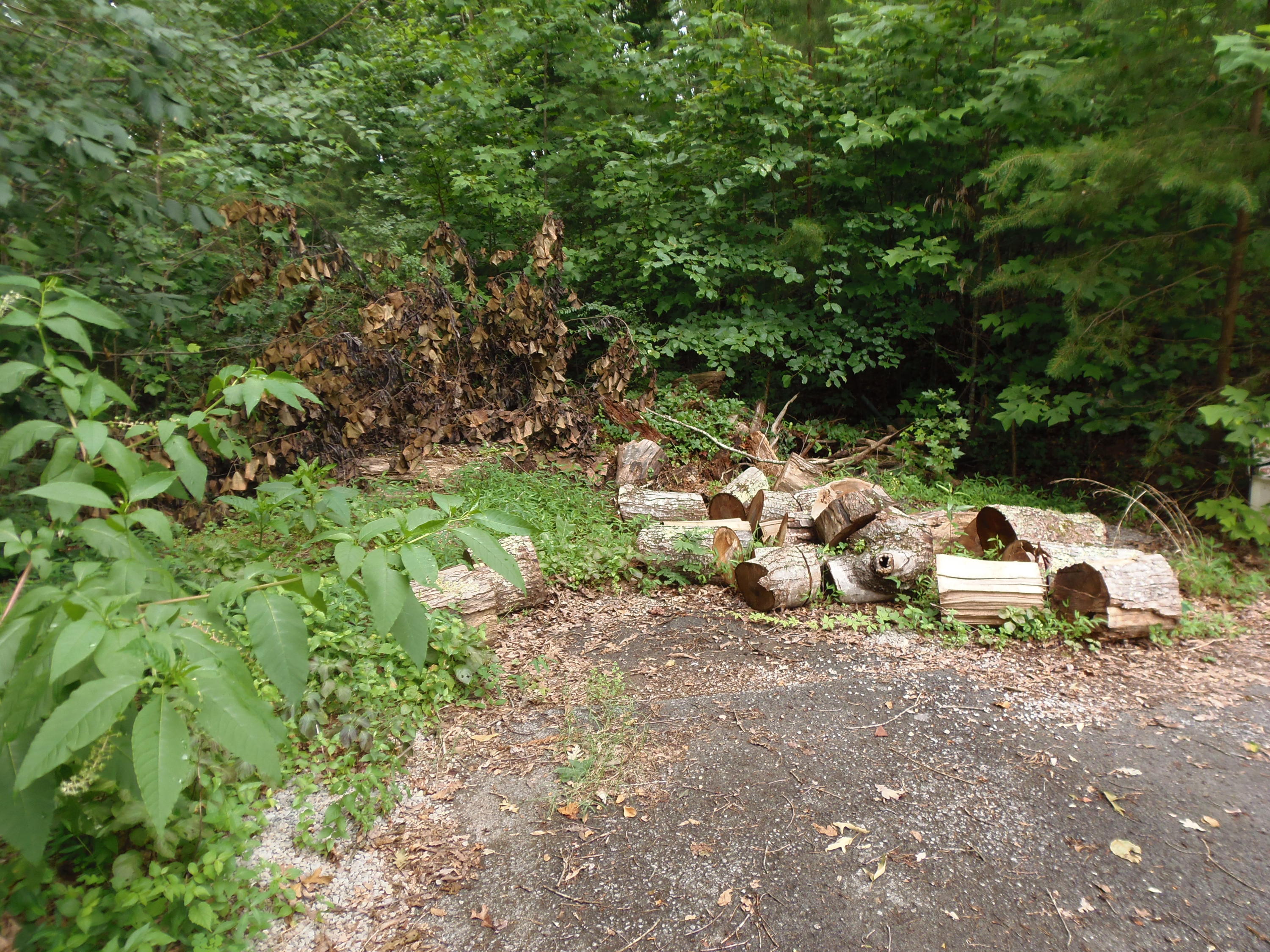 7701 Bell Stanley Road Powell, TN 37849 - Photo 1 of 9 P6300258