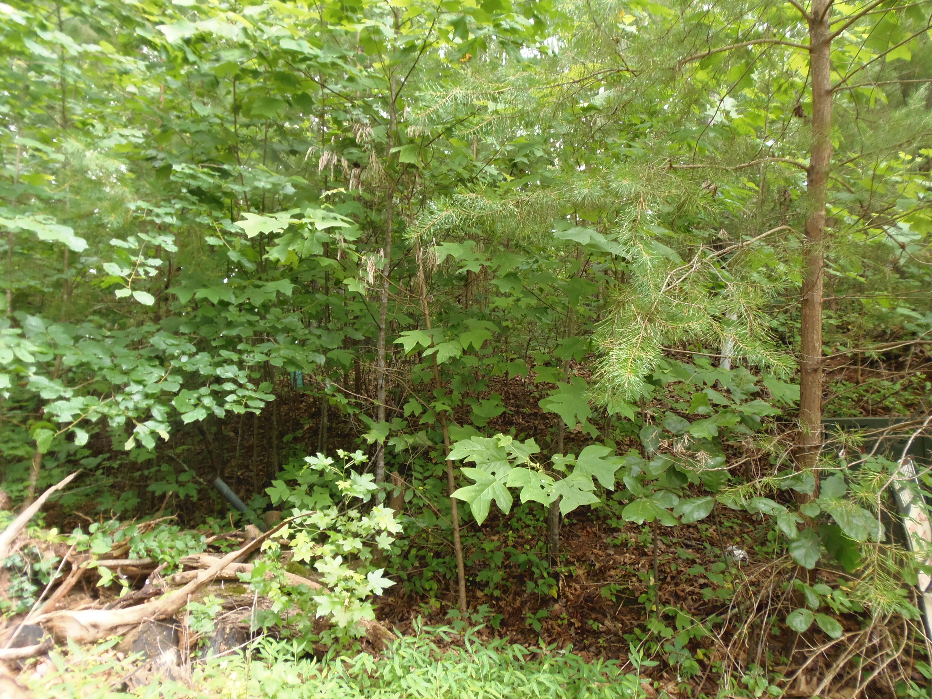 7701 Bell Stanley Road Powell, TN 37849 - Photo 2 of 9 P6300259