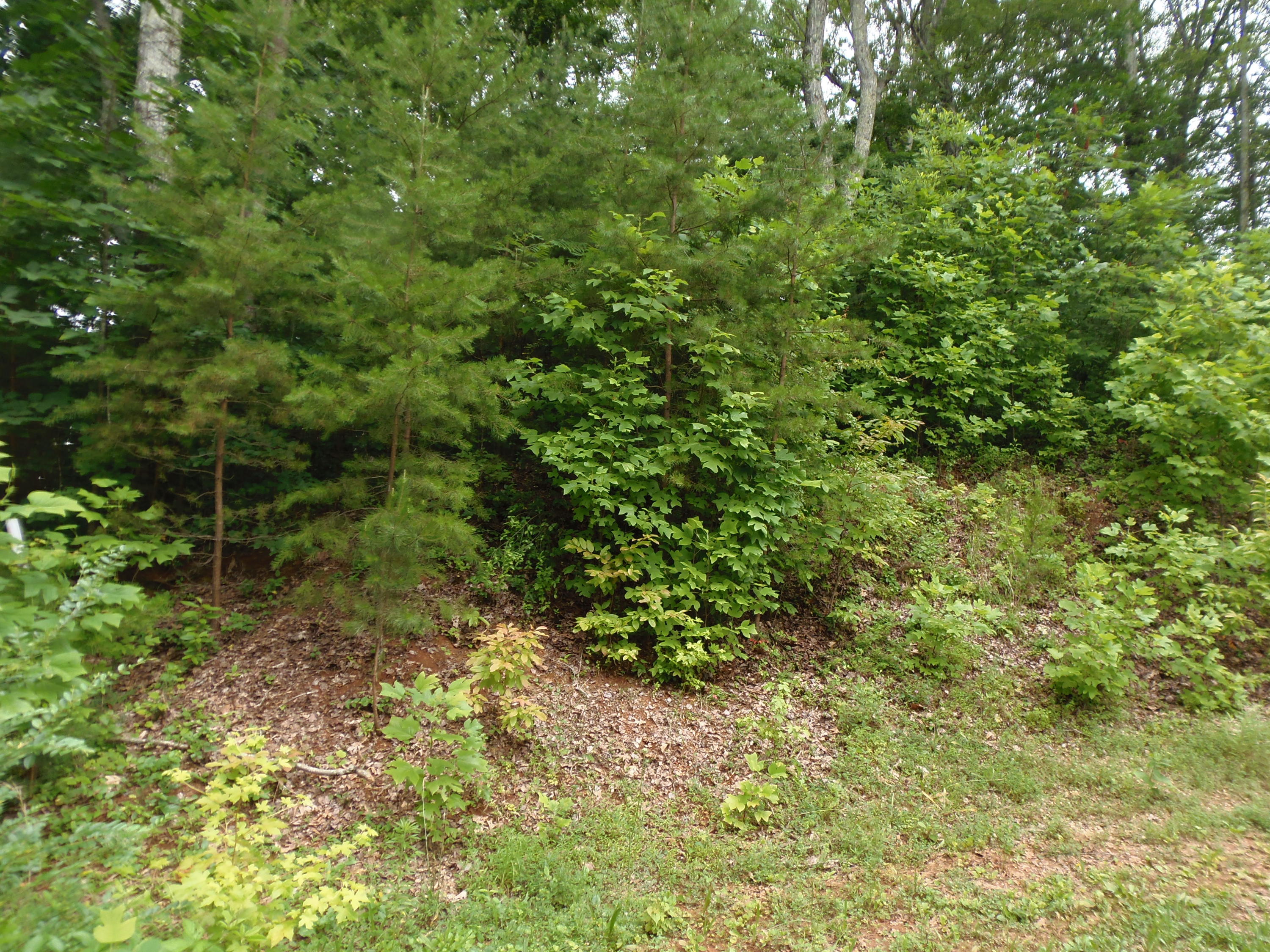 7701 Bell Stanley Road Powell, TN 37849 - Photo 3 of 9 P6300260