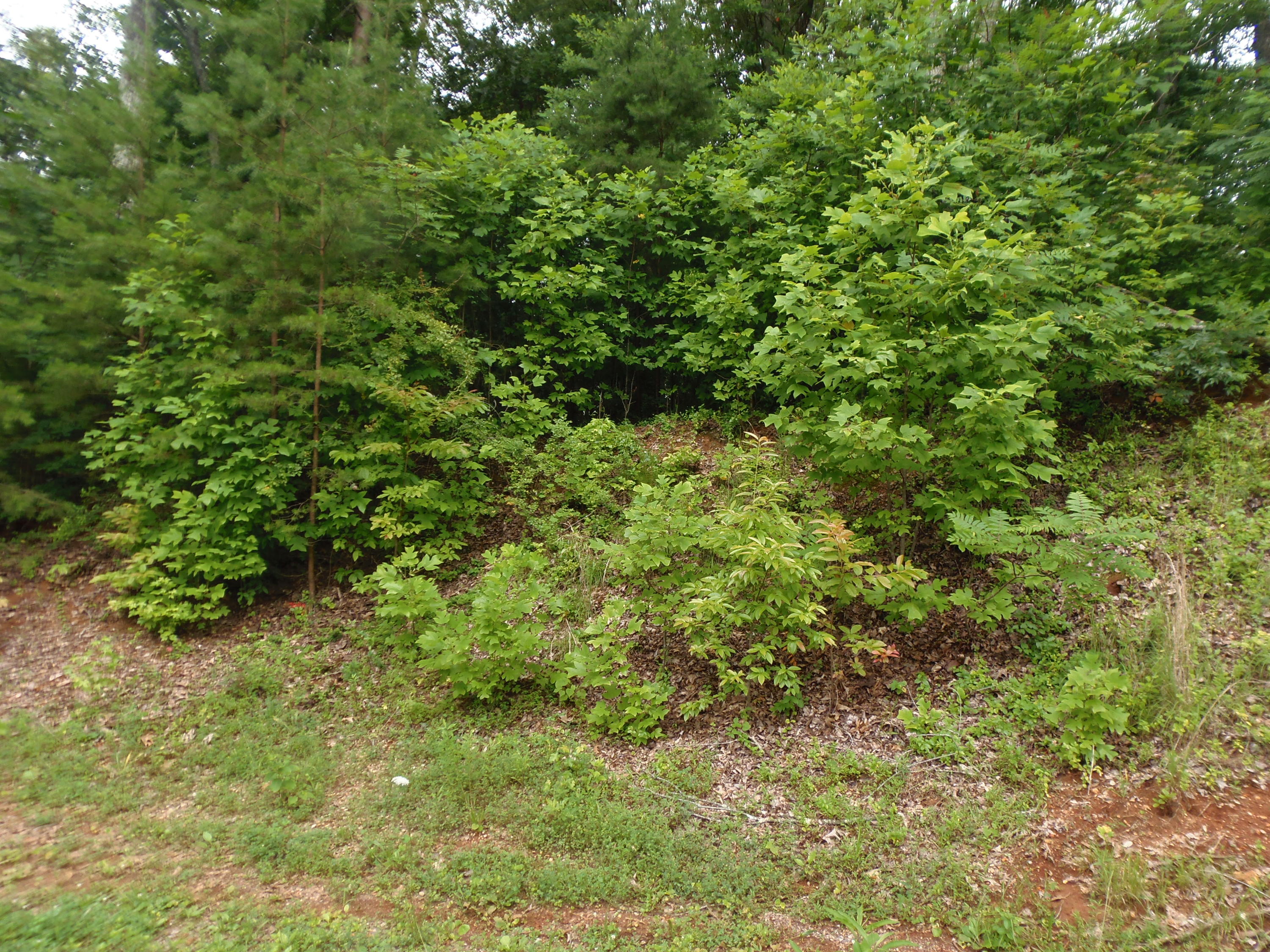 7701 Bell Stanley Road Powell, TN 37849 - Photo 5 of 9 P6300262