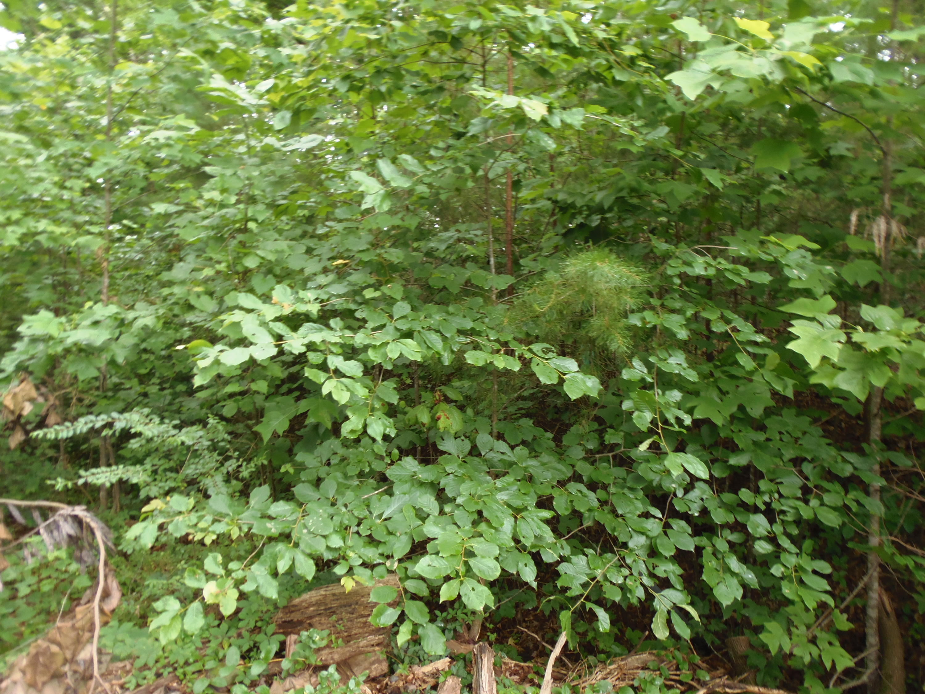 7701 Bell Stanley Road Powell, TN 37849 - Photo 7 of 9 P6300264