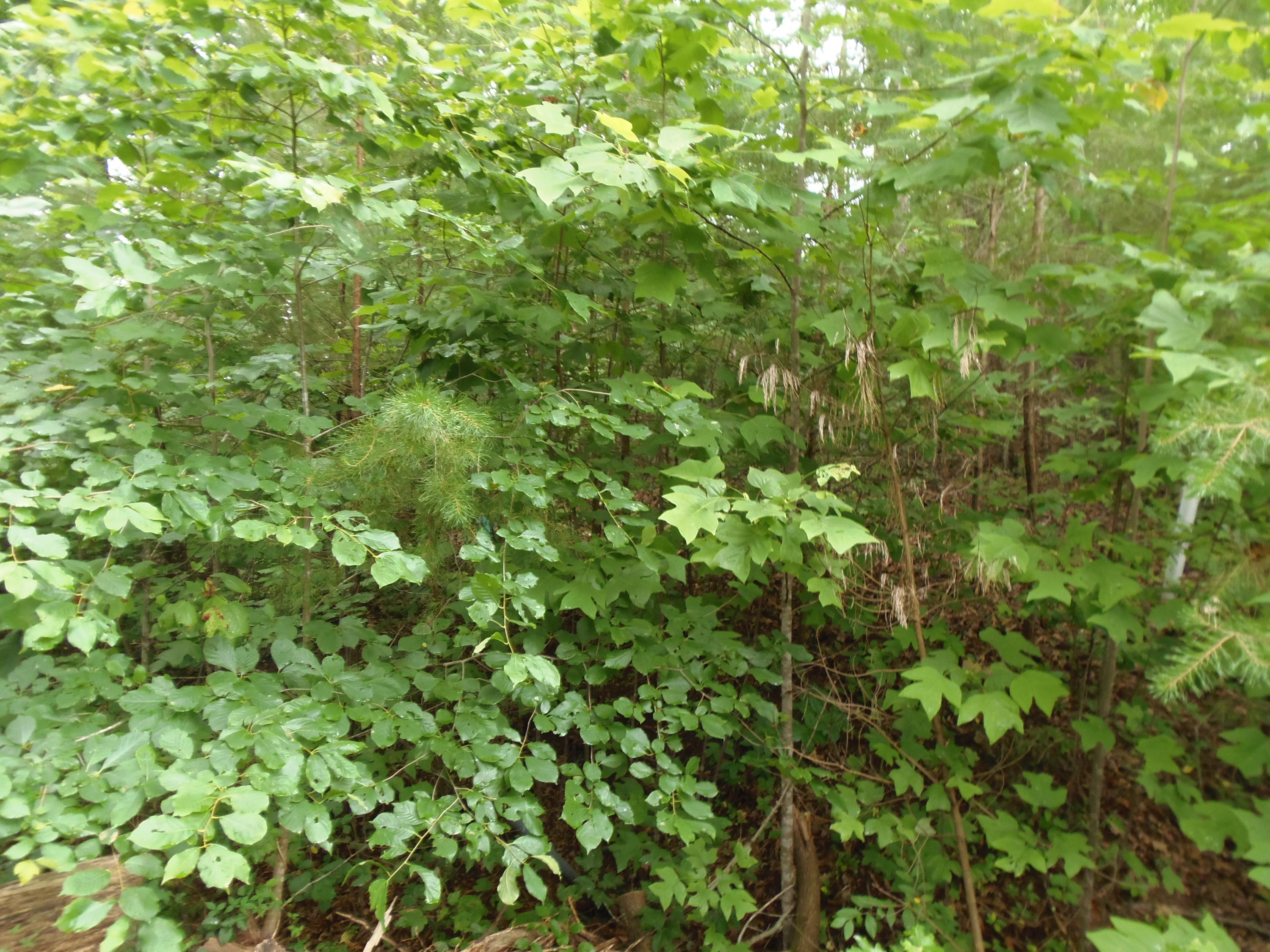 7701 Bell Stanley Road Powell, TN 37849 - Photo 8 of 9 P6300265