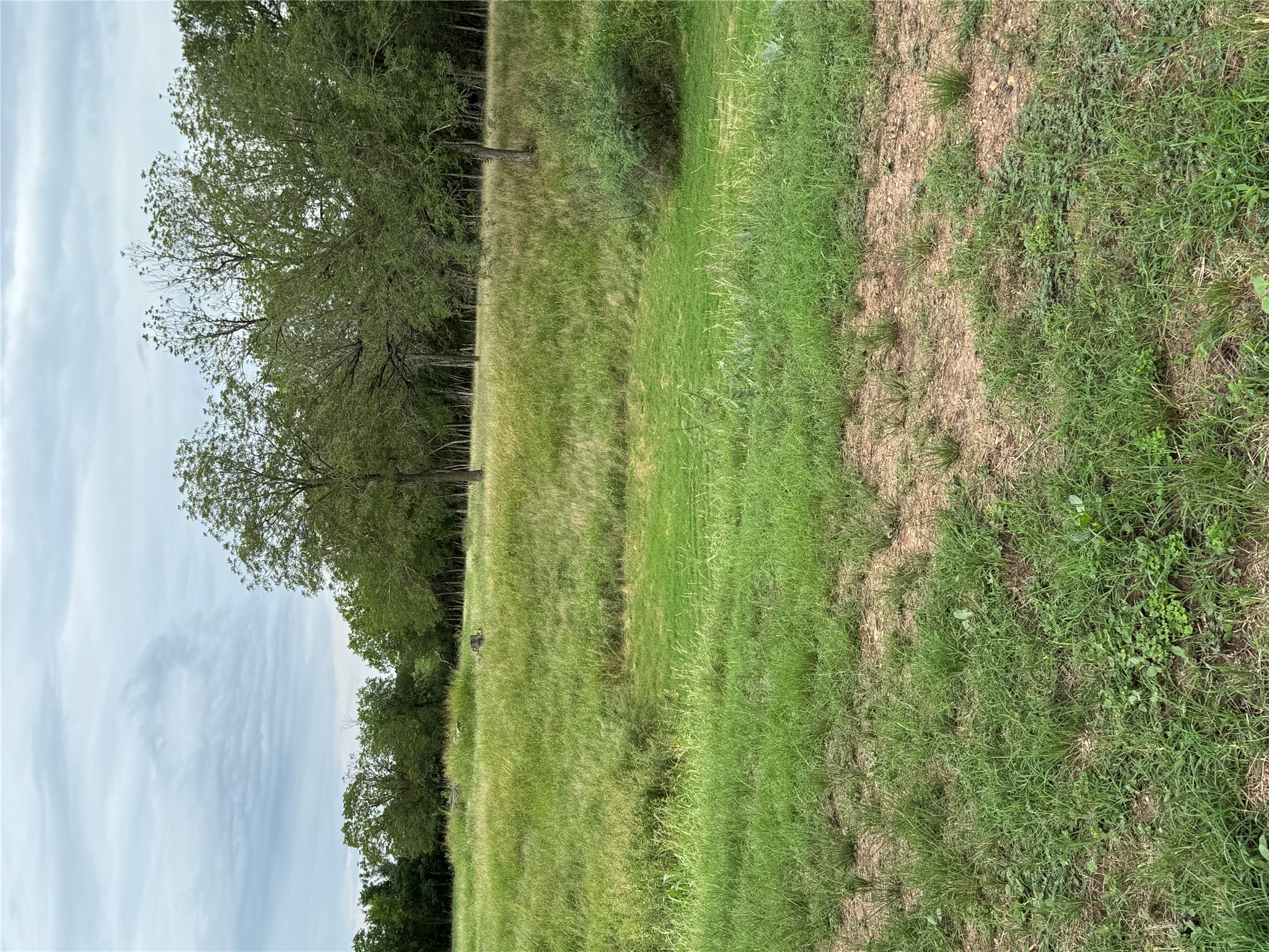 291 Reids Bend Bastrop, TX 78602 - Photo 32 of 39 a view of a field with an trees