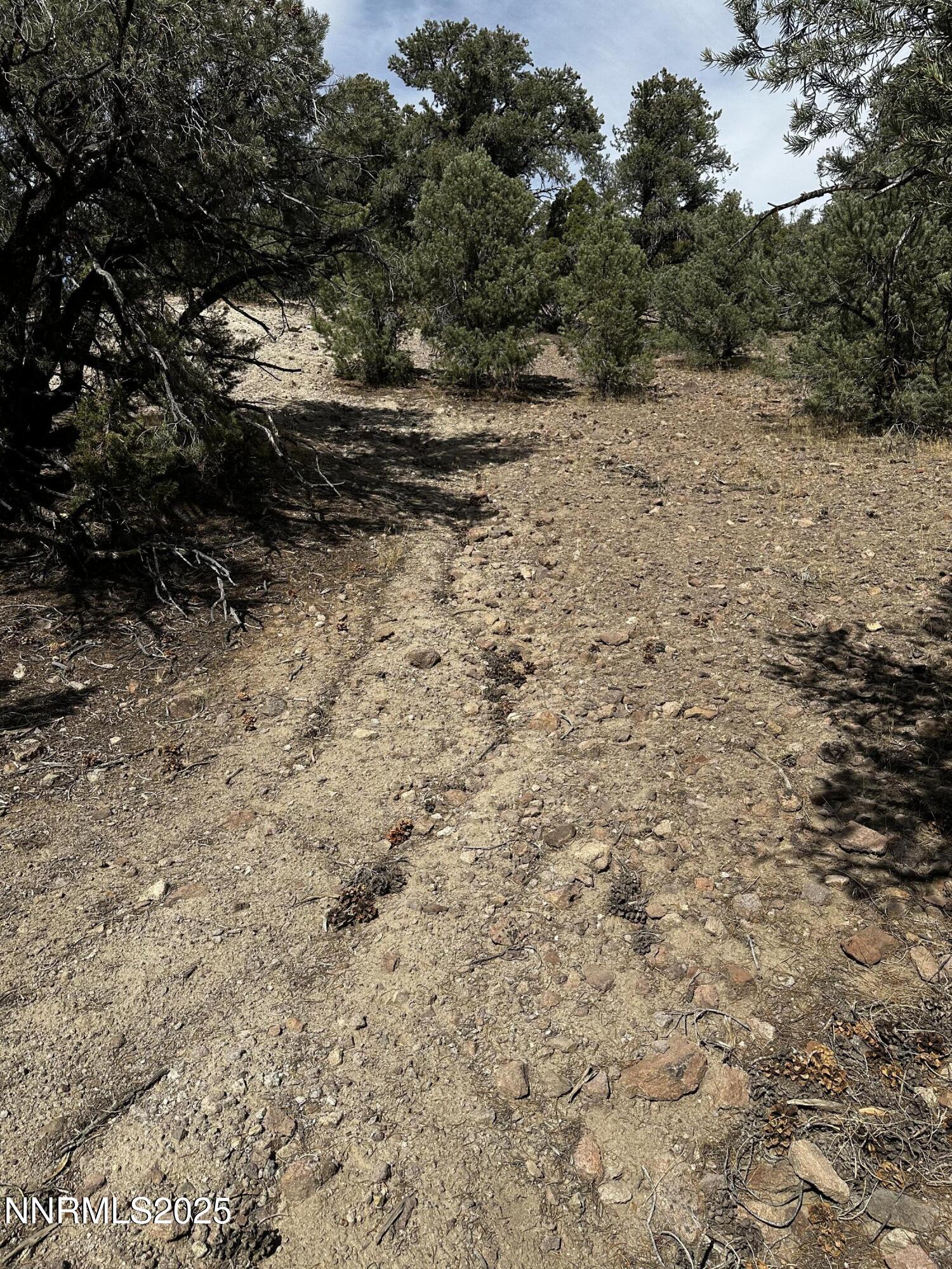 2000 Scorpion Road Reno, NV 89521 - Photo 6 of 21 a view of a yard with trees