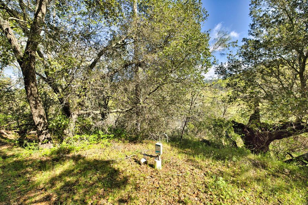 15805 Uvas Road Morgan Hill, CA 95037 - Photo 10 of 41 a view of a yard with plants and large trees