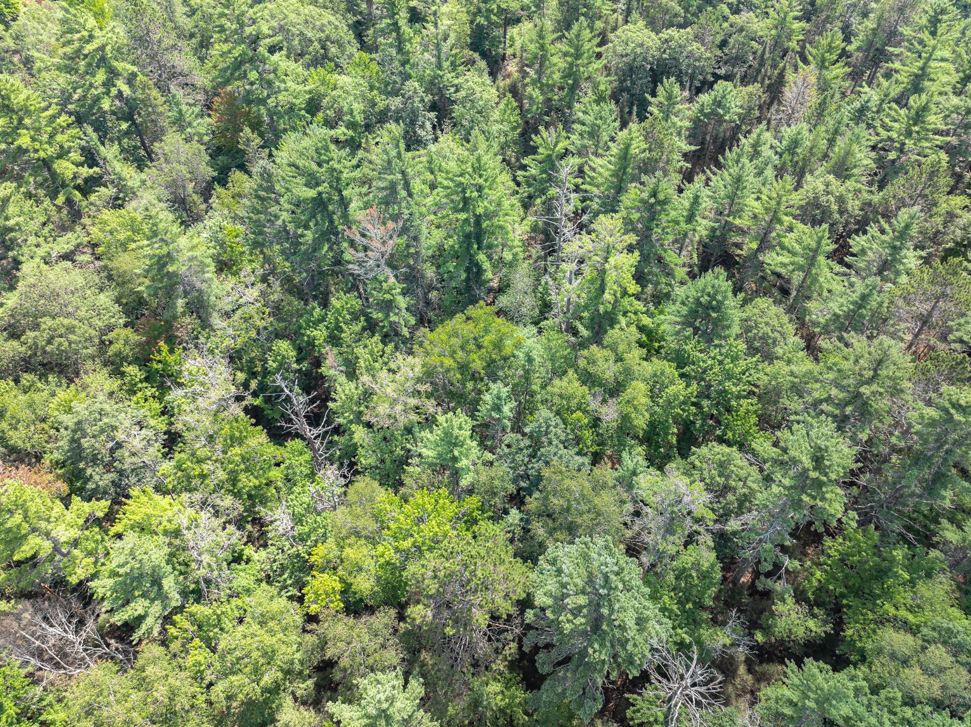 On Dam Road Eagle River, WI 54521 - Photo 67 of 86 Gallery Image 67