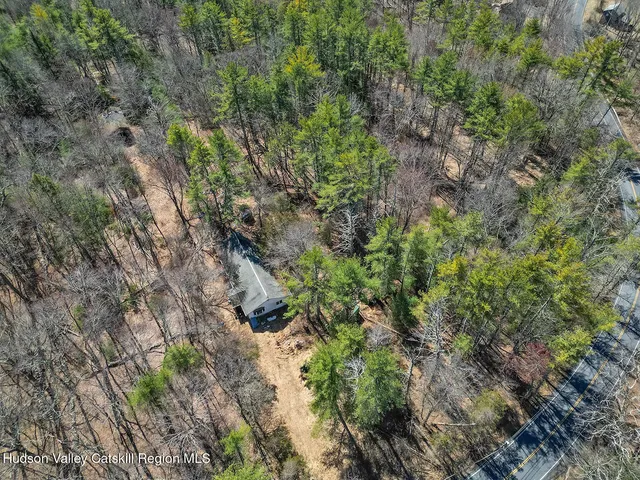 a view of a forest that has a tree