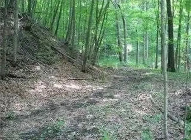a view of a forest with trees in the background