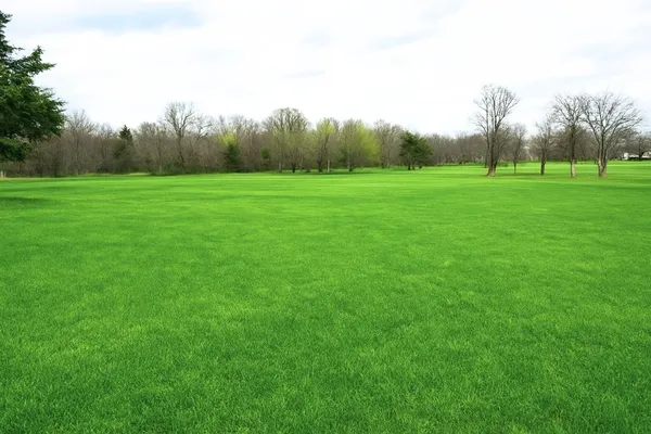 a view of grassy field with trees