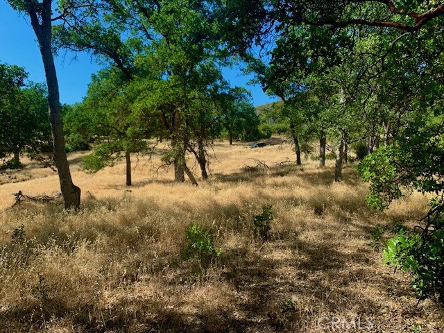 10455 Sky High Ridge Road Lower Lake, CA 95457 - Photo 9 of 17 a view of forest