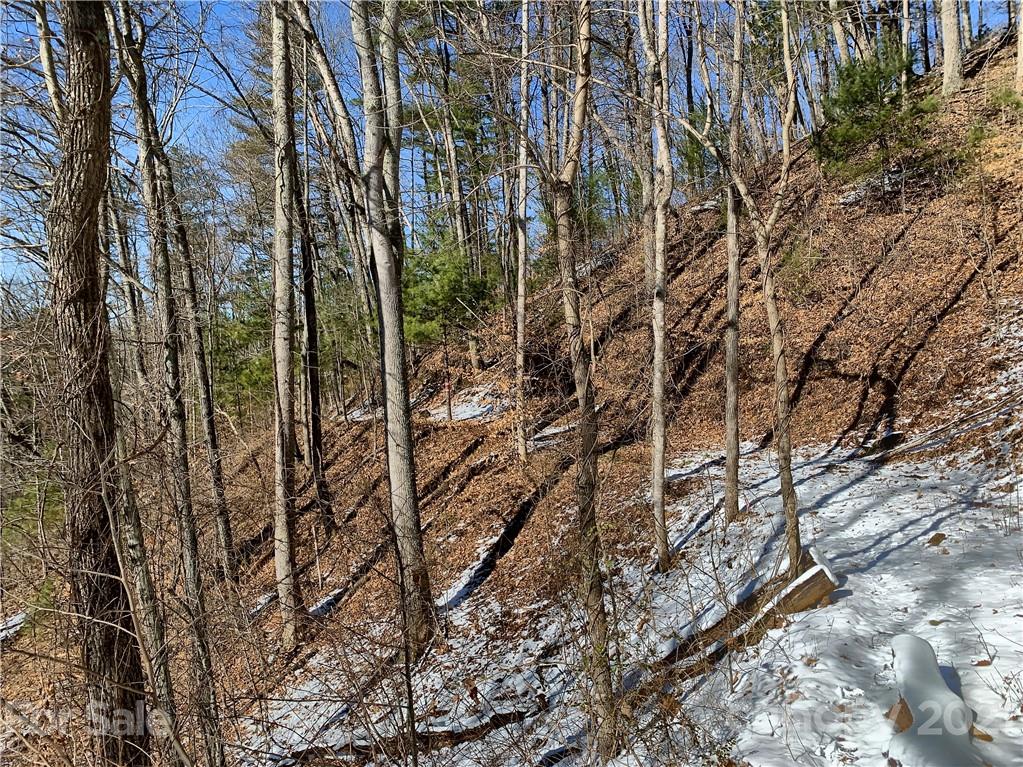 46 Perennial Ridge Weaverville, NC 28787 - Photo 17 of 24 a view of forest