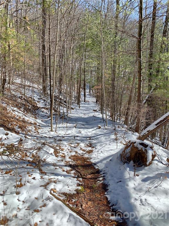 46 Perennial Ridge Weaverville, NC 28787 - Photo 9 of 24 a view of a forest with trees