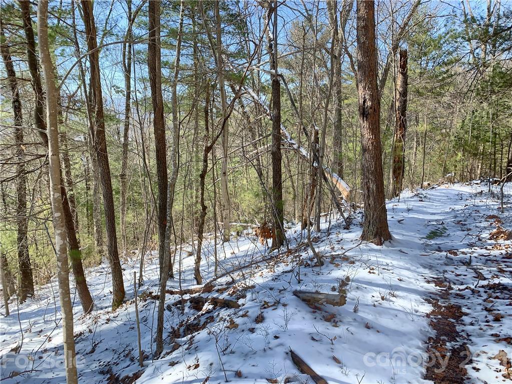 46 Perennial Ridge Weaverville, NC 28787 - Photo 10 of 24 a view of a forest with lots of trees