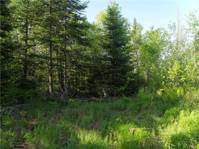 0 Todds Corner Road Ripley, ME 04930 - Photo 4 of 7 Land. interior