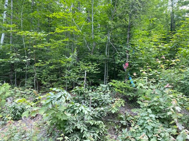 154 Blanchard Road Shirley Mills, ME 04485 - Photo 11 of 12 IMG_2715