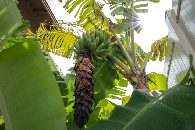 $1,160,000 | 104 Kamaha'o Circle, Unit LOT #49, Wailuku, HI 96793