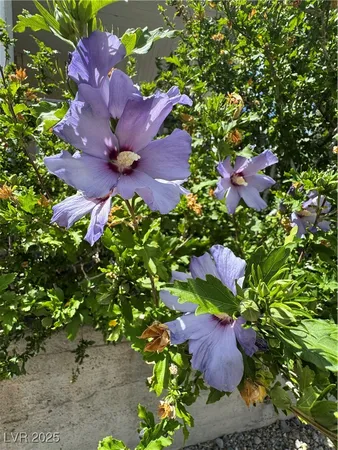 $300,000 | 191 South Booker, Tonopah, NV 89049