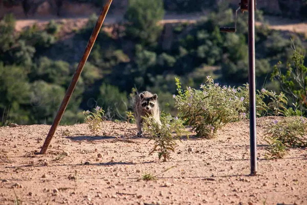 $3,550,000 | Whistling Winds Ranch, Silverton, TX 79257