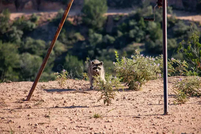 $3,550,000 | Whistling Winds Ranch, Silverton, TX 79257