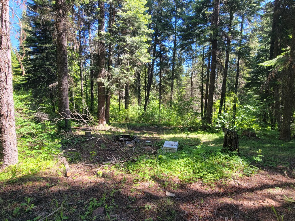 671 West Mountain Road Cascade, ID 83611 - Photo 7 of 11 Pick huckleberries