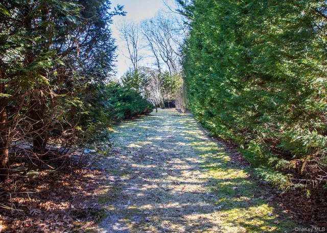 a view of a yard with plants and trees