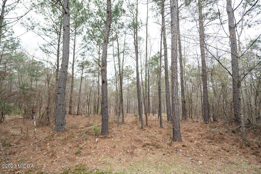5933 Moseley Dixon Road Macon, GA 31220 - Photo 37 of 38 a view of backyard with trees