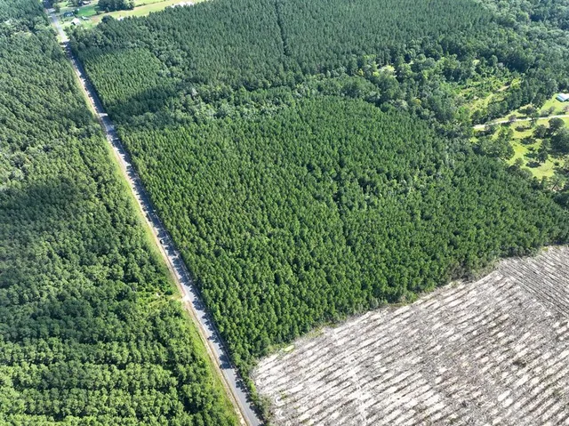 a view of a yard with palm tree
