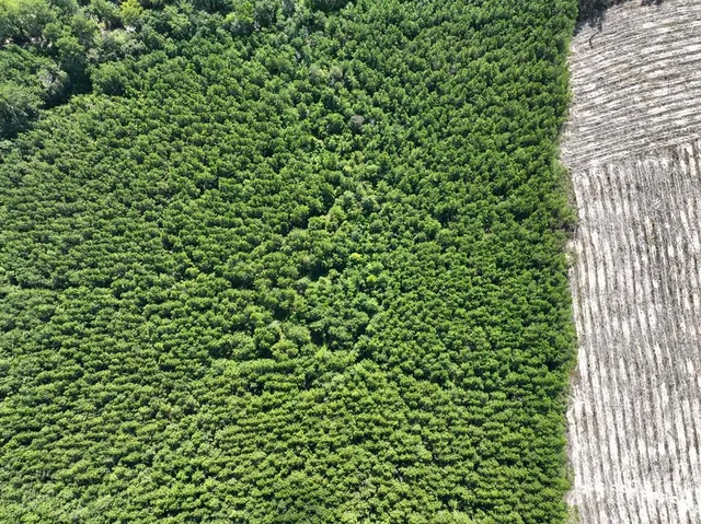 a view of a forest with trees in the background