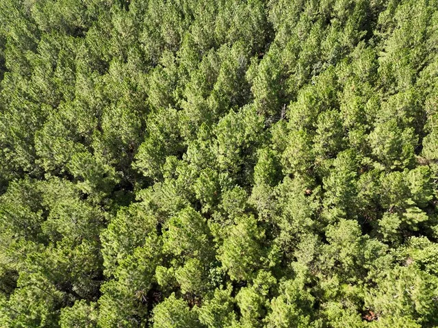 a view of a large yard with lots of plants