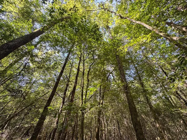a view of a forest with a lake