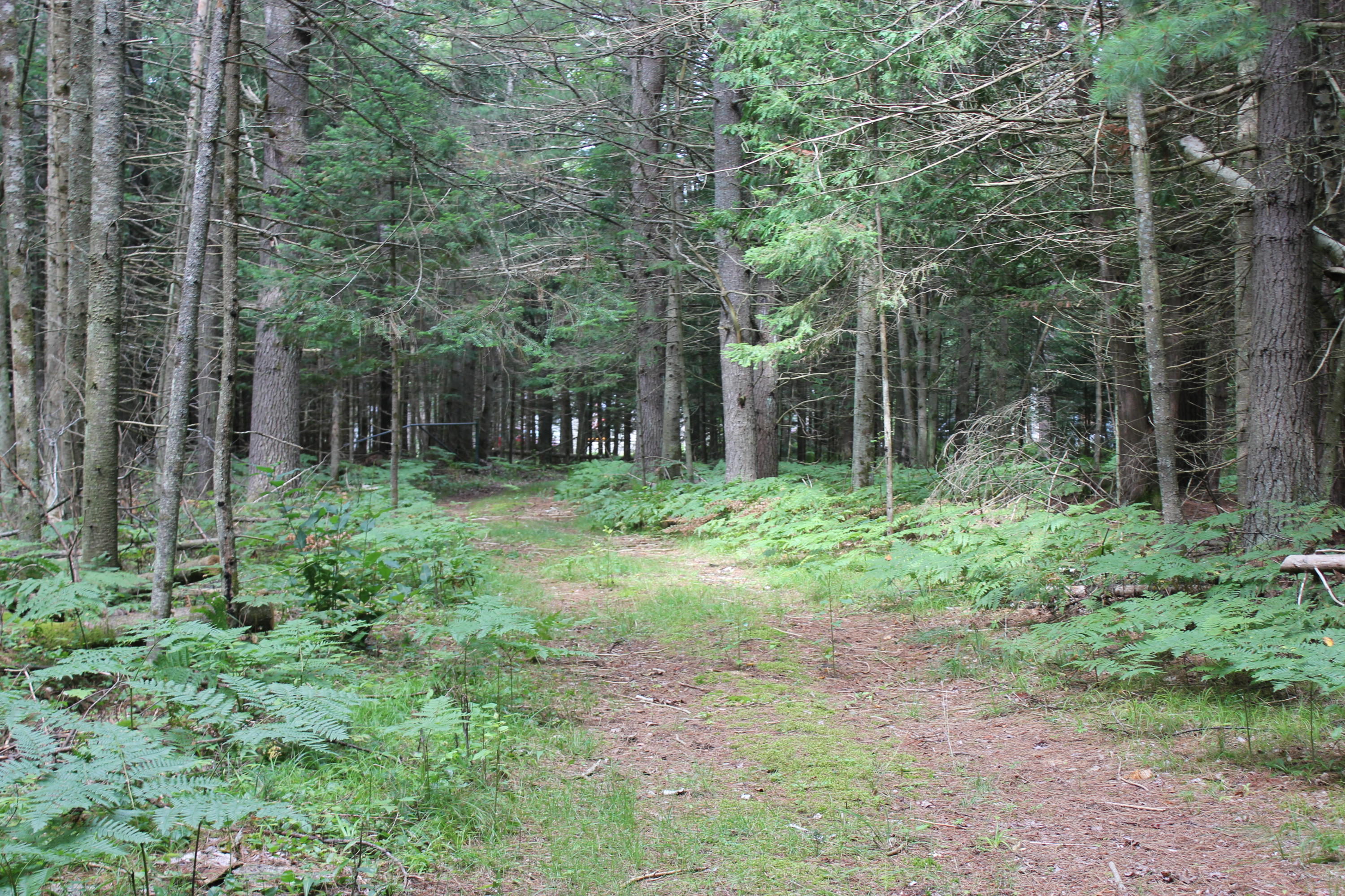 Snoopy Lane Frederic, MI 49733 - Photo 9 of 28 Gallery Image 9