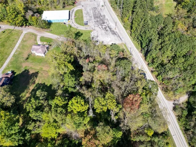 a close up of a plant in a garden