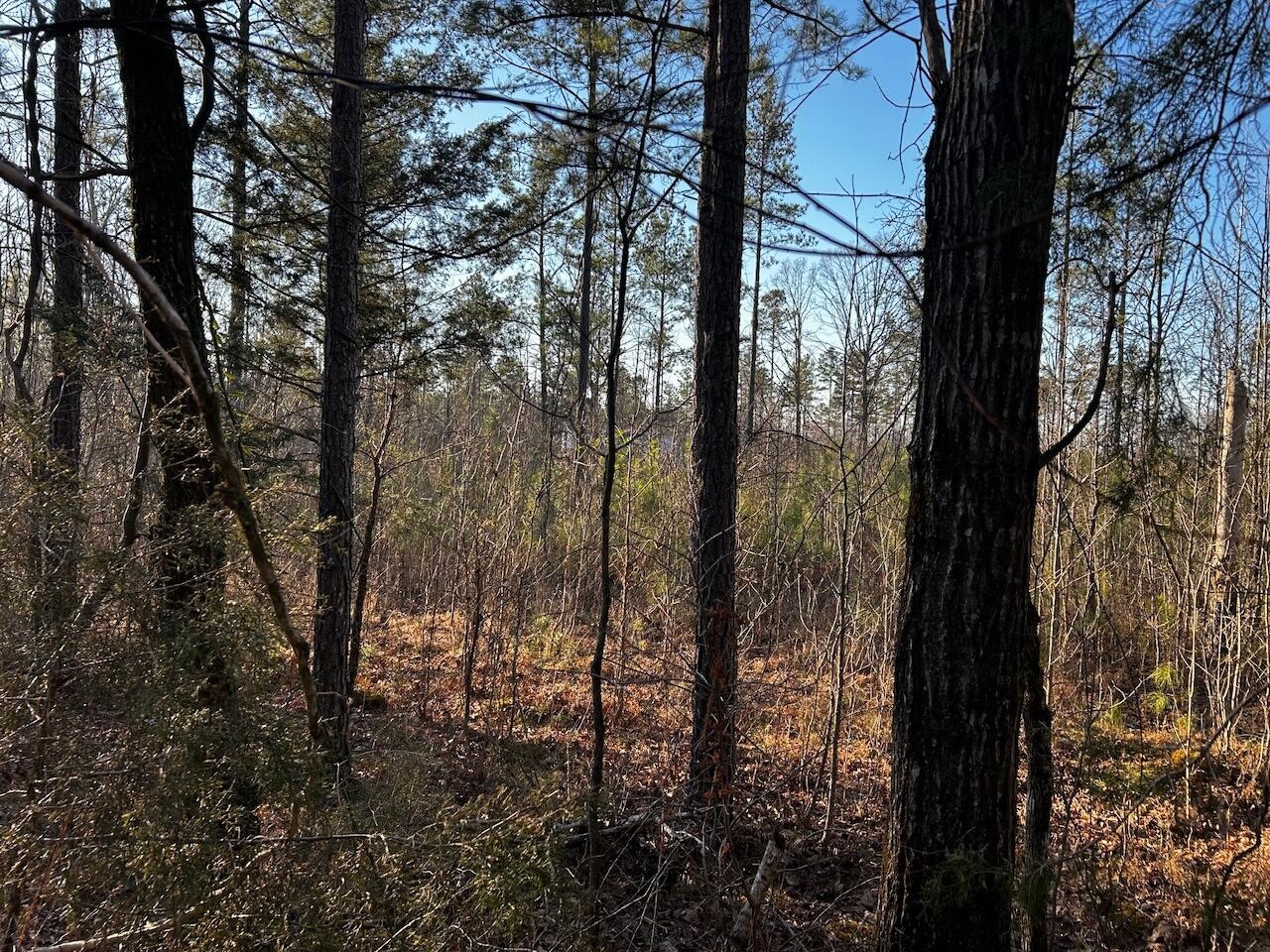 10 Johns Road Decatur, TN 37322 - Photo 4 of 7