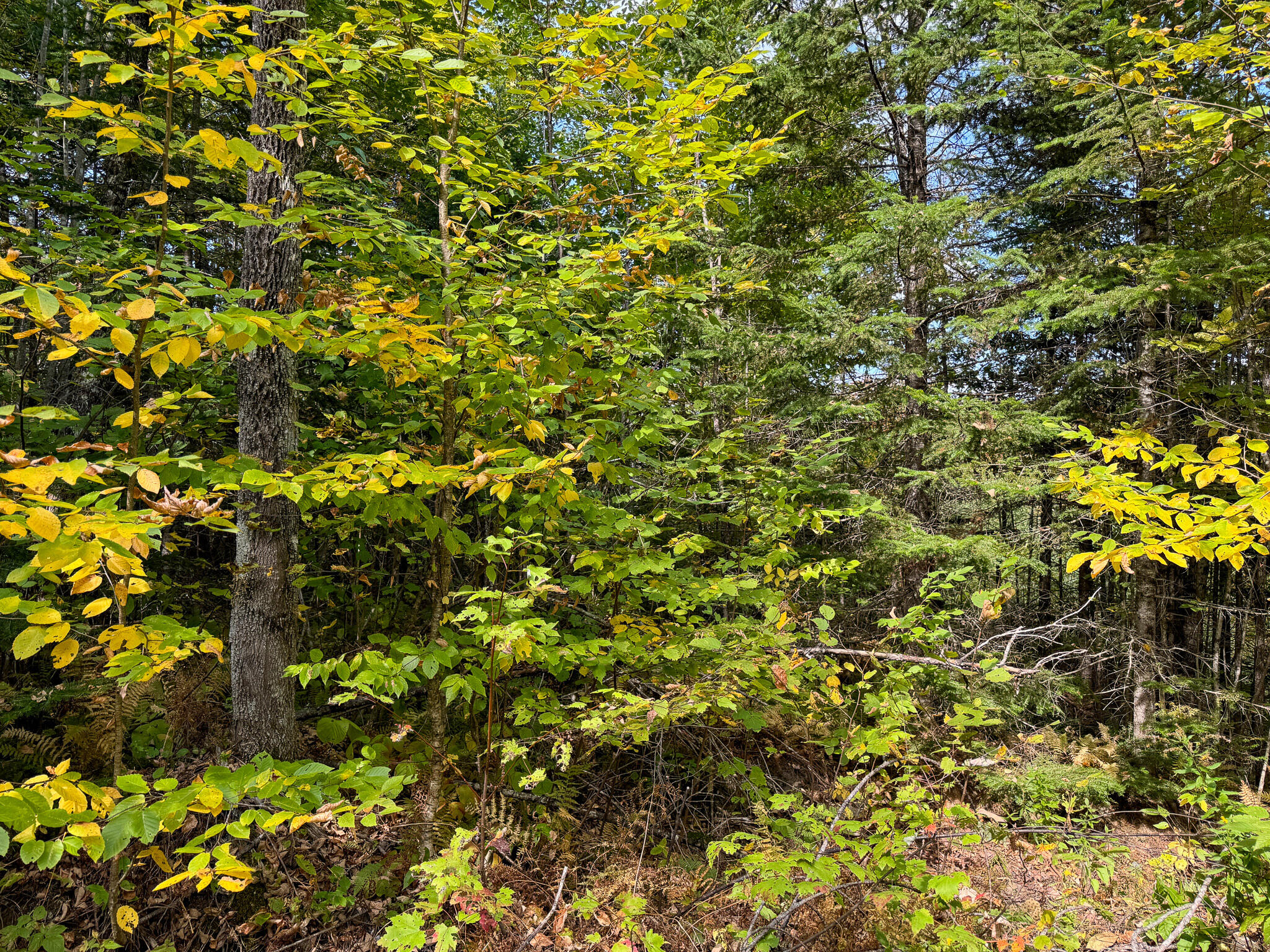 27-14 Smith Road Brownville, ME 04414 - Photo 15 of 22 15