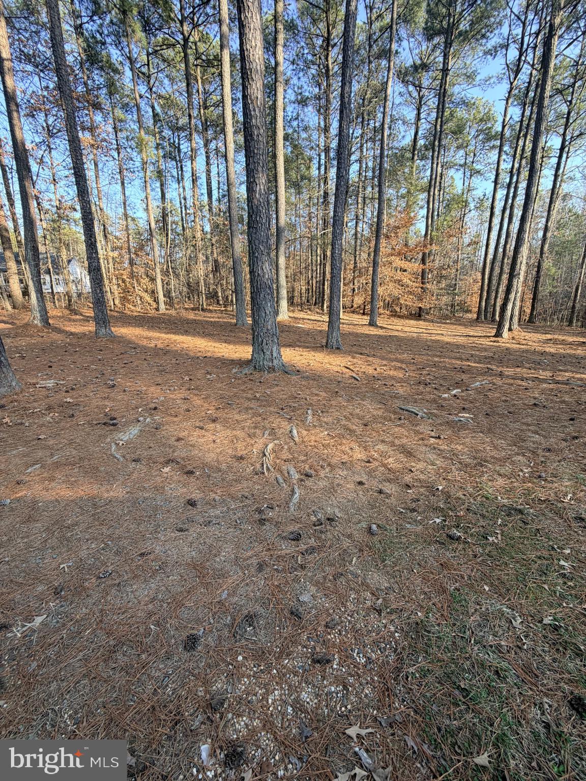 1109 Eastham Road Bumpass, VA 23024 - Photo 5 of 9 a view of large trees with tree s