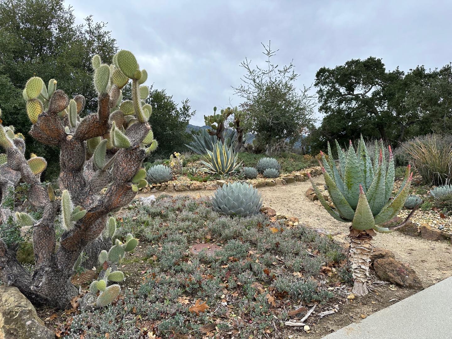 8255 Rancho Real Gilroy, CA 95020 - Photo 17 of 21 a view of a yard with plants and large trees