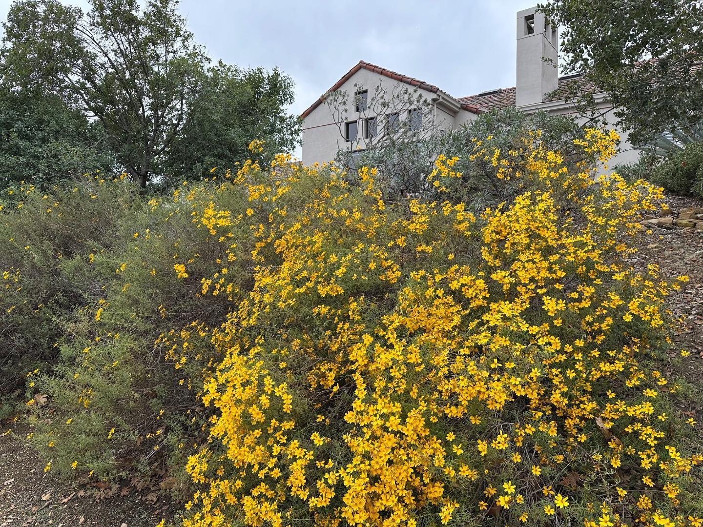 8255 Rancho Real Gilroy, CA 95020 - Photo 18 of 21 a picture of a tree