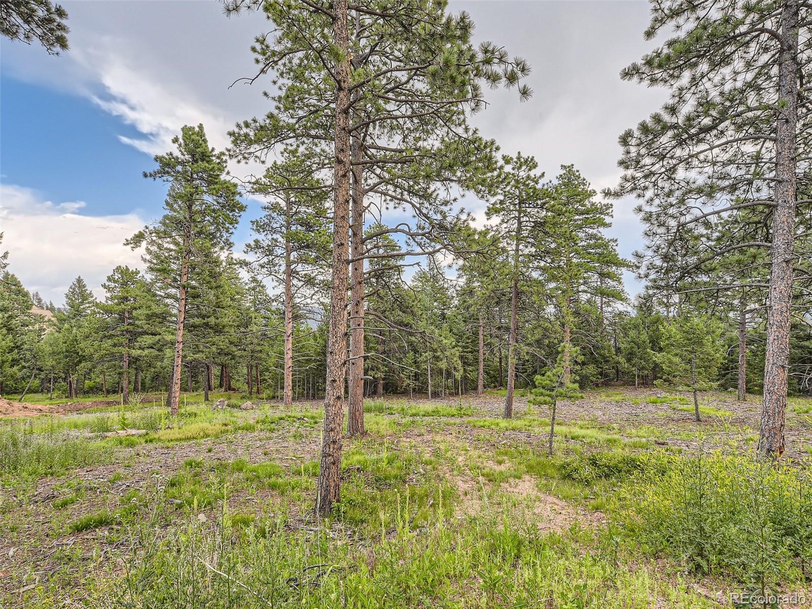 9206 Broken Bow Ranch Road Morrison, CO 80465 - Photo 5 of 15 a view of a park with a tree